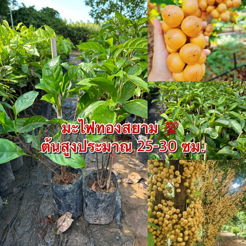 มะไฟหวานทองสยามแท้ (เสียบยอด) ลูกดกเป็นพวง มีสีเหลืองทอง เนื้อหวาน ปลูก 1-2 ปีติดลูก