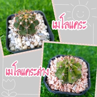 เมโลแคระ / เมโลแคระด่าง (Melocactus matanzanus) ไม้เมล็ด พันธุ์แคระ ขนาดน่ารัก ♥