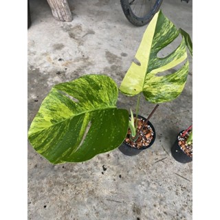 มอนสเตอร่าออเรีย Monstera aurea var. ไม้ด่าง ไม้ใบด่าง ไม้ฟอกอากาศ