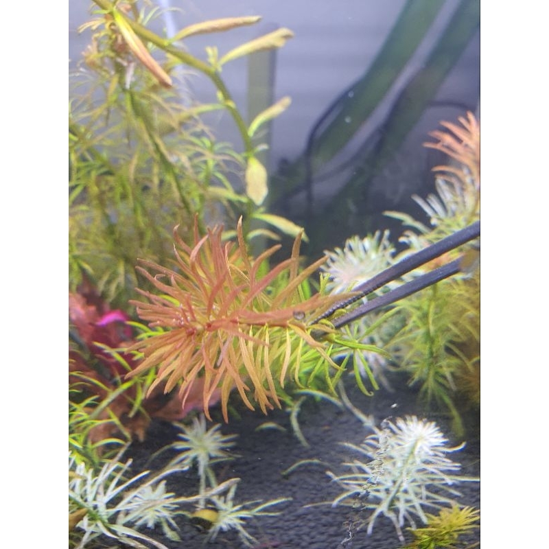 ลัตวิเจีย แพนทาเนล Ludwigia pantanal