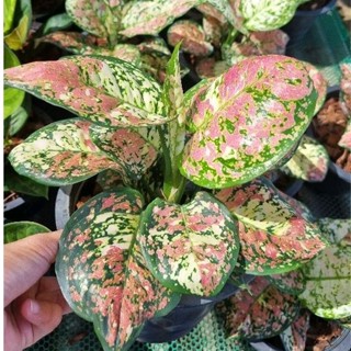 อัญมณี 3 สี ต้นอัญมณีสามสี Aglaonema sp. Tricolor Anyamanee (เลือกต้นได้)