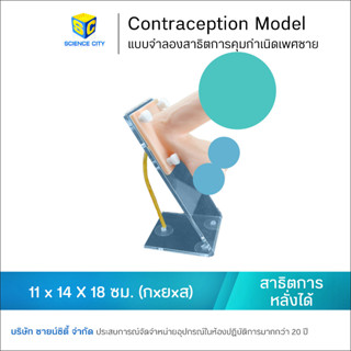 แบบจำลองสาธิตการคุมกำเนิดเพศชาย (Condom Simulator)