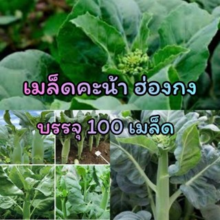 เมล็ดพันธุ์ผัก คะน้าฮ่องกง