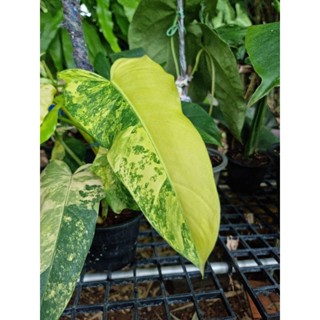 🪴โดเมสติคั่ม 🪴philodendron Domesticum Variegated { ด่างทุกใบ }