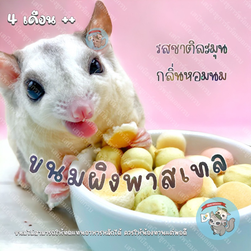 [ ขนมผิงพาสเทล ] PASTEL ขนมผิง คุกกี้ คุ้กกี้ ขนม สัตว์เลี้ยง สัตว์เล็ก ชูการ์ กระรอก ดอร์เมาส์ แฮมสเตอร์ สุนัข