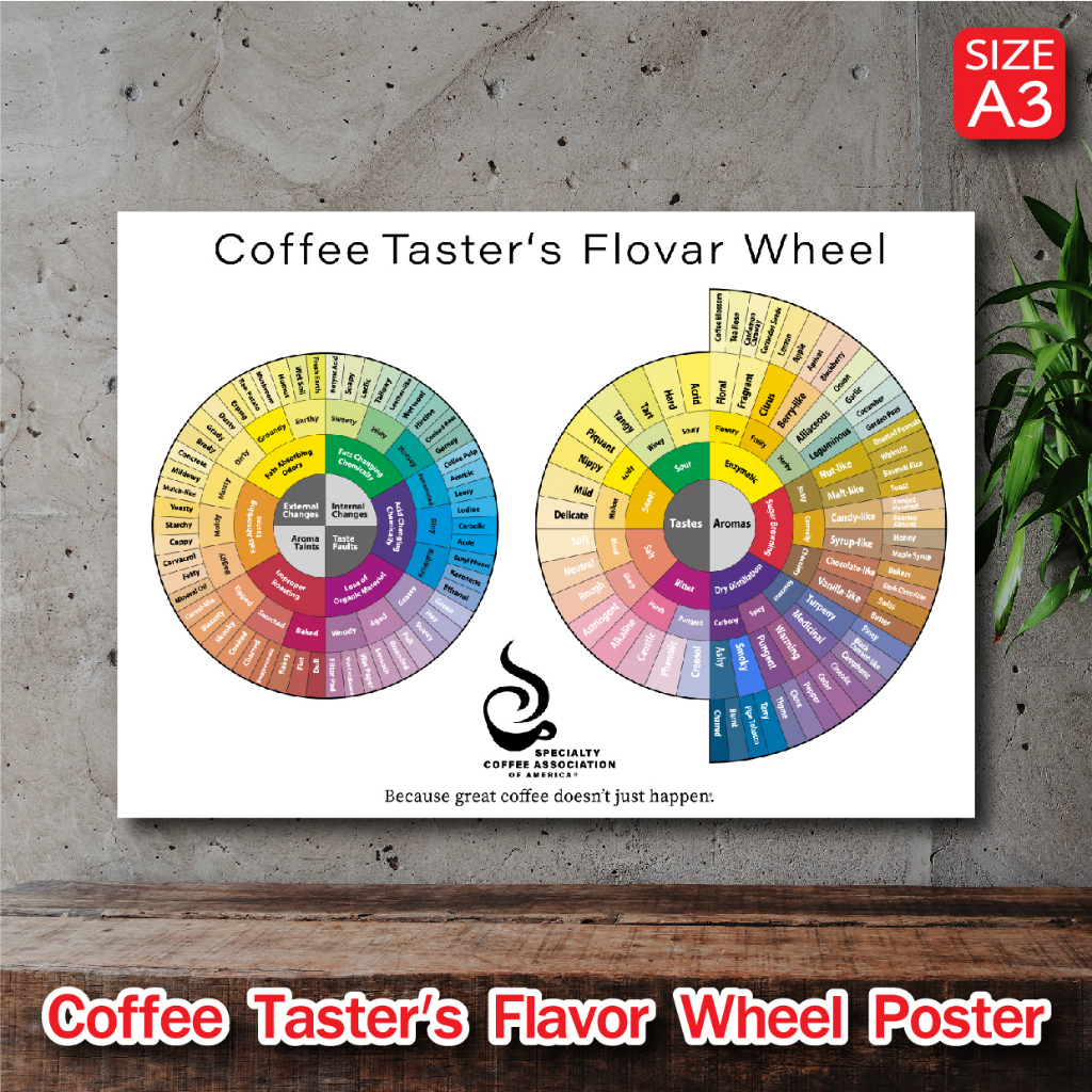 โปสเตอร์ กาแฟ Coffee Taster's Wheel วงล้อรสชาติกาแฟ สำหรับตกแต่งร้านกาแฟ ภาพคมชัด ส่งไว ขนาด A3