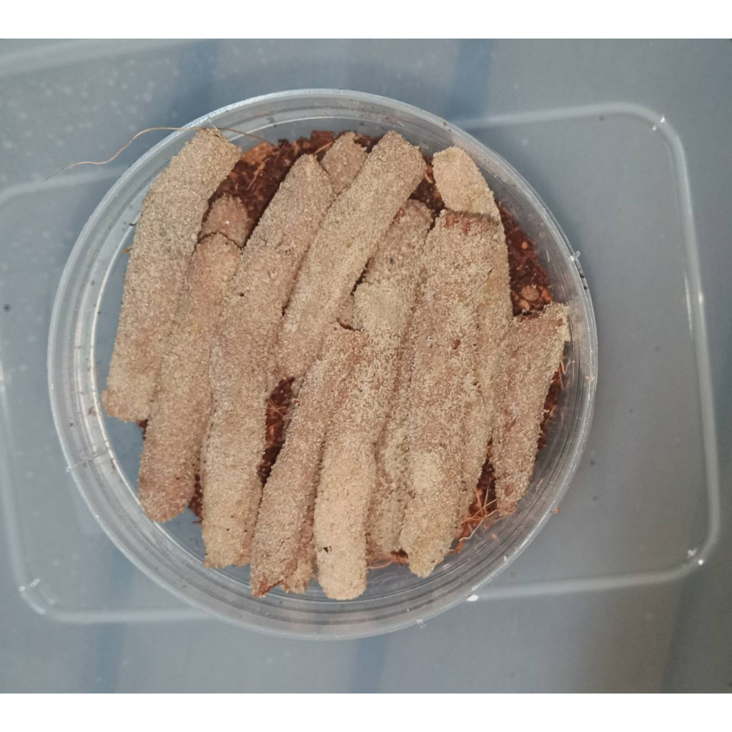 ไข่ตั๊กแตนปาทังก้าโมจีน 10 กรัม(พร้อมอุปกรณ์ฟัก)