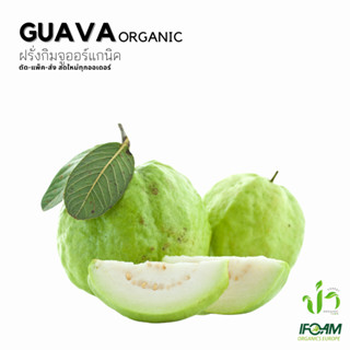 ฝรั่งกิมจูอินทรีย์ Organic Guava ปลูกธรรมชาติมาตรฐานออร์แกนิค IFOAM ผักสลัด ผักสด เก็บ-แพ็ค-ส่ง เก็บใหม่ทุกออเดอร์