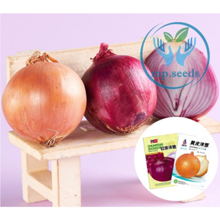 เมล็ดพันธุ์ ( Big Onion Span Seed ) หัวหอมใหญ่ สเปน หอมแขกยักษ์ 700 เมล็ด