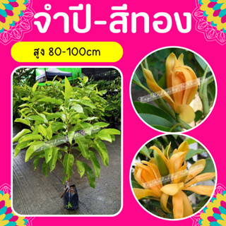 ต้นจำปีสีทอง #จำปีสีทอง #จำปี #ถุงชำ สูง80-100cm