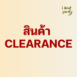 สินค้า Clearance | กระถางต้นไม้