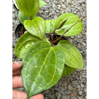 Hoya sp sarawak /โฮย่าด่าง