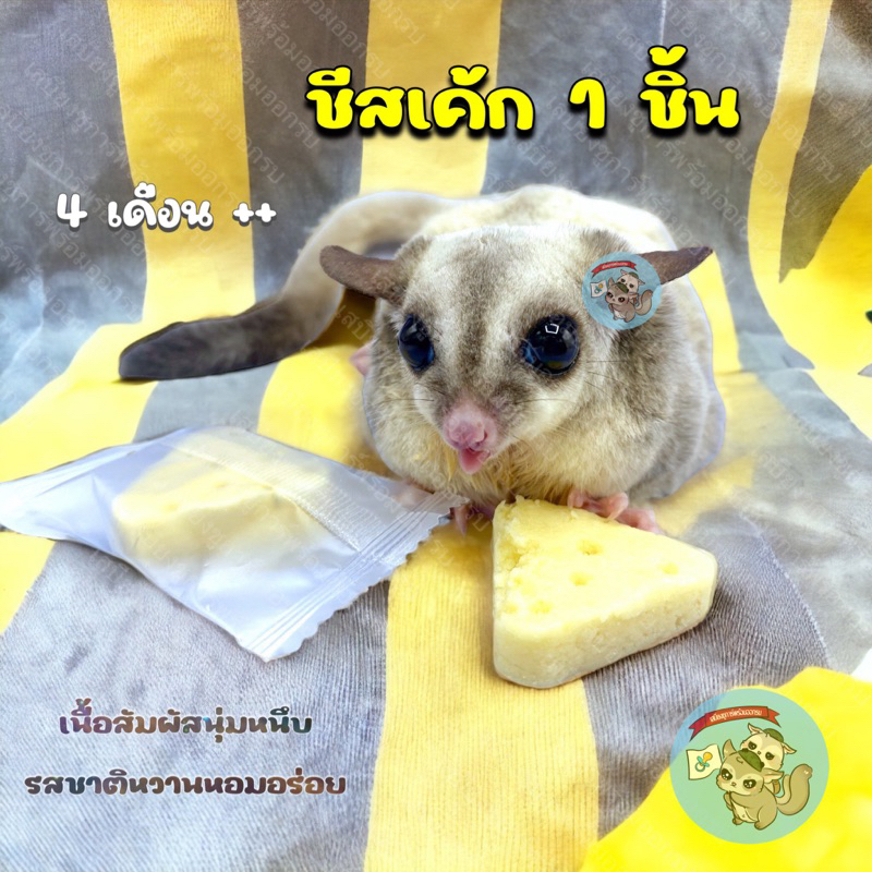 ( ชีสเค้ก 1 ชิ้น ) CHEESECAKE ชีสเค้ก ขนม สัตว์เล็ก สัตว์เลี้ยง ชูการ์ กระรอก ชูก้า แฮมสเตอร์ ดอร์เมาส์ บุชเบบี้