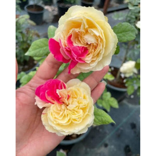 กุหลาบ - ฟุเกทสึ Fugetsu  สีเหลืองแต้มชมพู