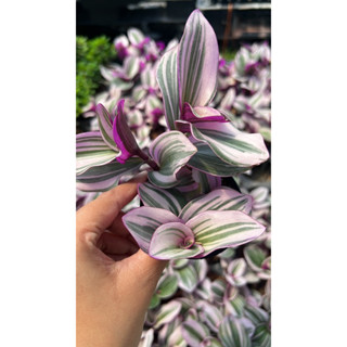 ☘️Pink Plant | Tradescantia Nanouk🌸 #ต้นก้ามปูหลุดด่างชมพู Tradescantia Nanouk #ก้ามปูหลุดด่างสีชมพู ไม้นำเข้า 2-3นิ้ว