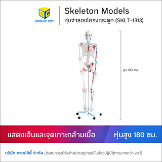 หุ่นจำลองโครงกระดูก แสดงเอ็นข้อต่อและจุดเกาะกล้ามเนื้อ 180 ซม.