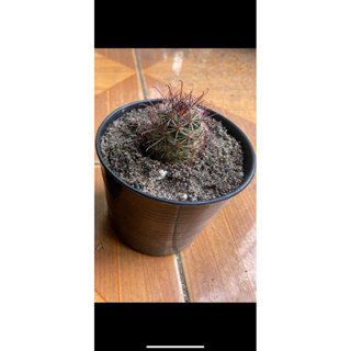 แมมหนามตะขอ Mammillaria Beneckei แคคตัส กระบองเพชร cactus&amp;succulent (ดอกชมพู)