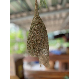 รังนกกระจาบ รังนกธรรมชาติ
