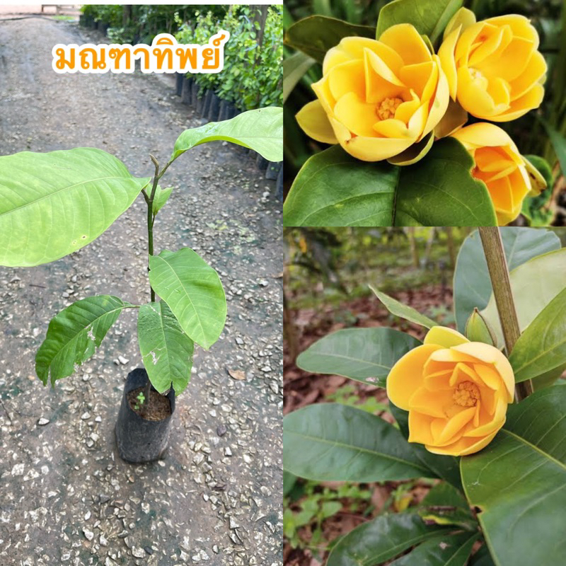 ต้นมณฑาทิพย์ดอกสีเหลืองกลิ่นหอม ปลูกเป็นไม้มงคล แบบกิ่งชำ