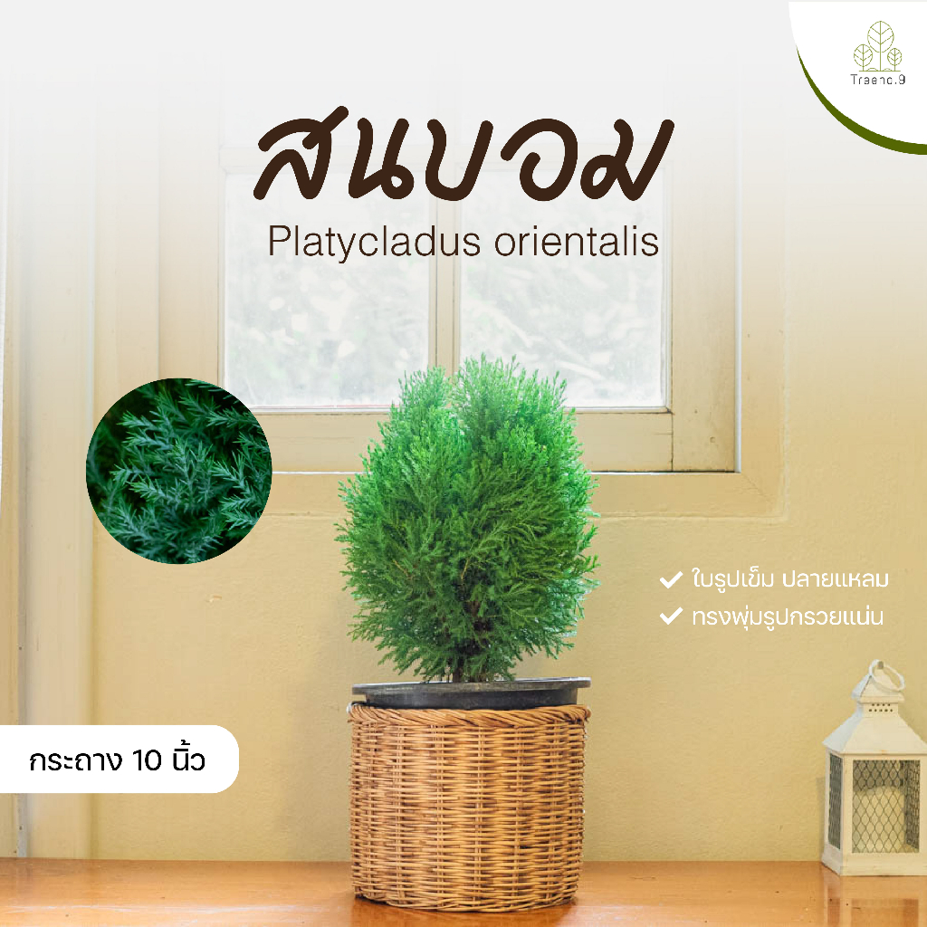 Treeno.9 T108 สนบอม คัดต้นใหญ่พิเศษ พุ่มแน่น สนประดับต้นคริสมารต์ ทรงสวยมาก ไม้ประดับ ไม้แคระ  พร้อมส่งกระถาง 10 นิ้ว