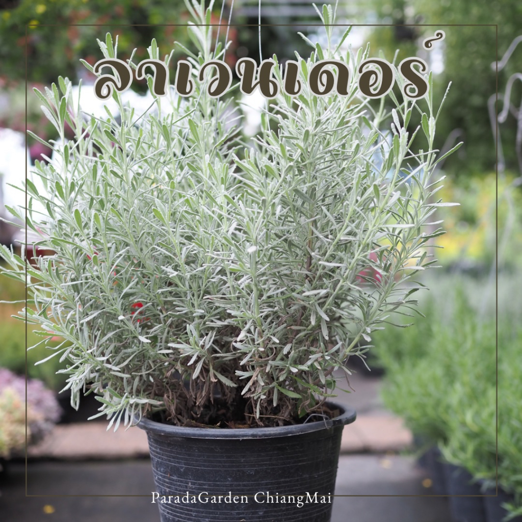 ลาเวนเดอร์ (Lavender) กระถางแขวน 8 นิ้ว ใบสีเงินเทา สวย มีกลิ่นหอม