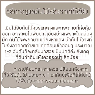 ต้นไม้มงคล ต้นไม้ฟอกอากาศ🪴 (ซื้อ 6 ต้นลด 20 ทททบาท) ชุดที่ 2 ^แถมฟรีปุ๋ยออสโมโค้ท^