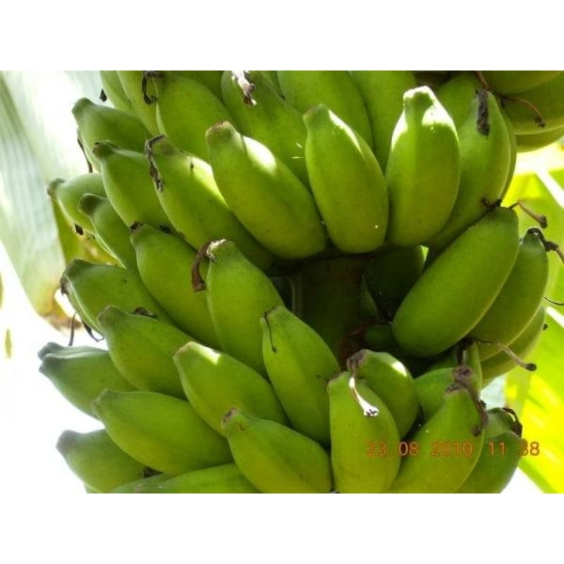 หน่อกล้วยน้ำนมราชสีห์ กล้วยแปลก ปลูกกินสุกรสชาติอร่อย