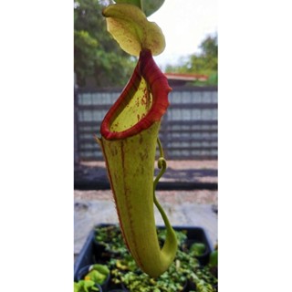 Nepenthes Miranda หม้อข้าวหม้อแกงลิงมิรันดา