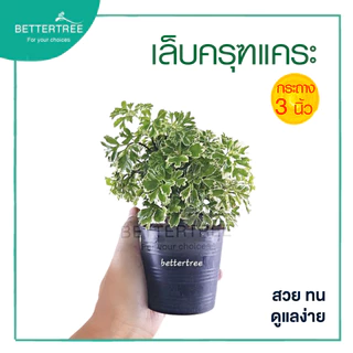 เล็บครุฑแคระ กระถาง 3 นิ้ว ต้นไม้ฟอกอากาศ ต้นไม้ในร่ม ต้นไม้ plant