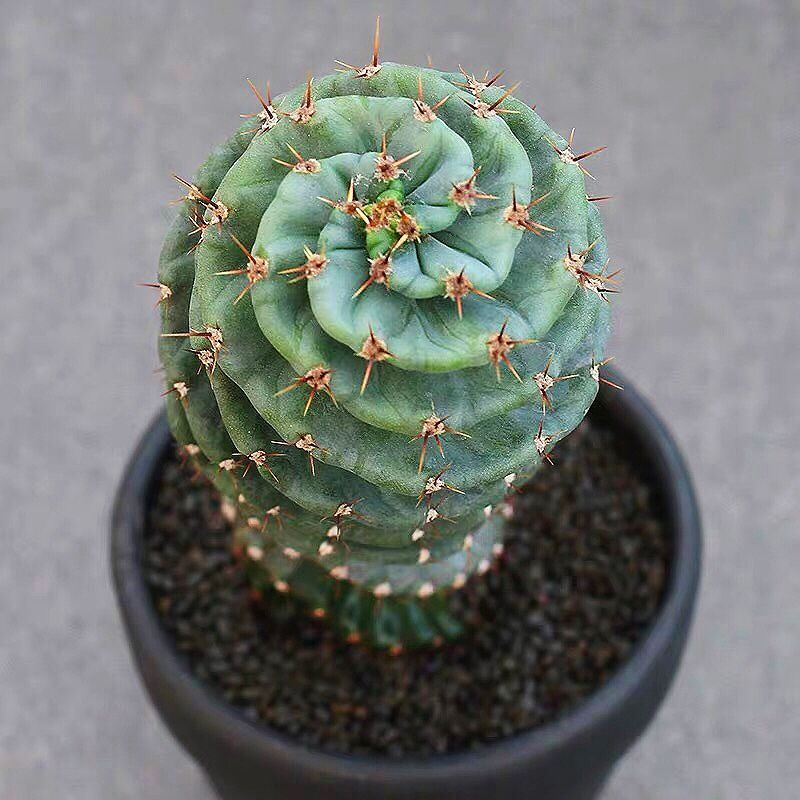 Cereus forbesii cv. Spiralis หรือ ทอร์นาโดแคคตัส 'Tornado cactus' แคคตัสแปลก กระบองเพชรสว่าน