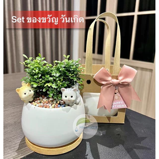 Set ของขวัญ ต้นไม้มงคล เลือกต้นไม้ได้ พร้อมอุปกรณ์ตกแต่ง ได้ครบ Set ตามภาพ #Minimal28