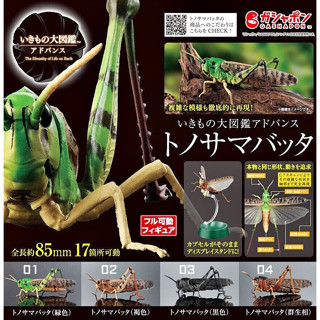 (มีของพร้อมส่ง) กาชาปองตั๊กแตนโลคัสตาพรีเมี่ยม Gashapon Bandai Premium Ikimono Encyclopedia Migratory Locust โมเดลสัตว์