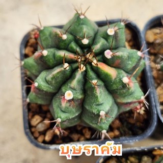 Gymno บุษราคัม ตัวแรร์ น่าสะสม หายาก