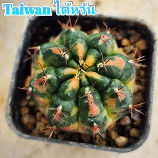 Gymno Taiwan ไต้หวัน ด่างกระจาย สวยสดใส