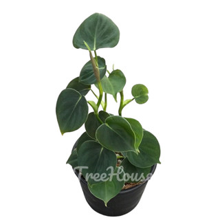 ฟิโลเดนดรอนลูพินั่ม (Philodendron lupinum) กระถาง 4 นิ้ว