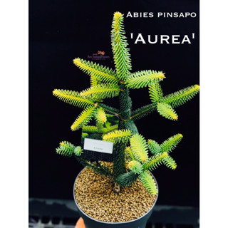 สน Abies pinsapo Aurea ต้นพันธุ์นำเข้าทั้งกระถาง รากแน่นแข็งแรง การันตีสายพันธุ์แท้ ด้วย ป้ายชื่อ และ เลขพาสปอร์ต