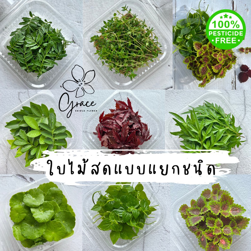 ใบไม้สดปลอดสารใช้ตกแต่งเค้ก อาหารและเครื่องดื่ม แบบแยกชนิด