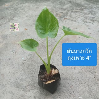 ต้นนางกวัก Buddhas Hand, Chinese Taro, Elephant Ear
ถุงเพาะ 4"
ไม้มงคล ฟอกอากาศดี
ใช้กวักเงินกวักทอง
แดดรำไร/ครึ่งวัน