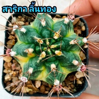 Gymno สาริกา ลิ้นทอง ด่างเข้าร่อง สีเหลือง ตัวแรร์