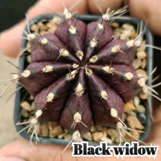 Gymno Black widow แม่หม้ายดำ ตัวแรร์