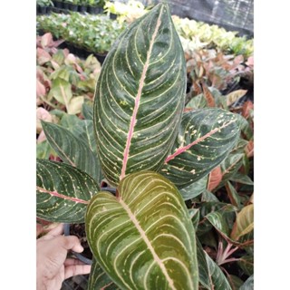 Aglaonema diana greenอโกนีมา  ไดอาน่า เขียว