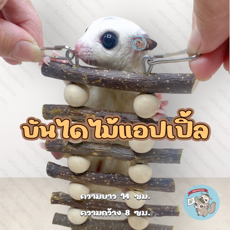 ( บันไดไม้แอปเปิ้ล ) ของเล่น บันได ที่ปีน ของเล่นไม้ ไม้แทะ ของเล่นกระรอก ของเล่นชูการ์ ของเล่นแฮมสเตอร์ ไม้แอปเปิ้ล