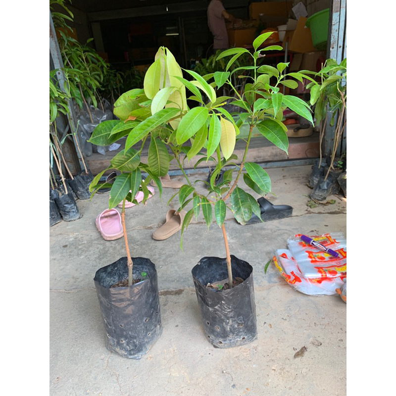 #ต้นมะยงชิดพันธุ์ทูลเกล้า (ต้นใหญ่ ถุง4คูณ10นิ้ว) เสียบยอด สูงราว30-50เซน 2 ปีติดผล - รูปที่ 4