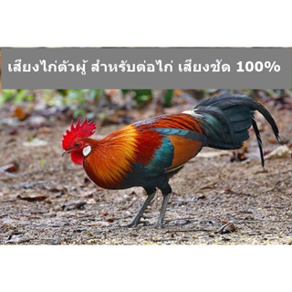 เสียงไก่ตัวผู้  เสียงสำหรับต่อไก่ เสียงชัด 100% ใส่แฟลชไดร์ usb