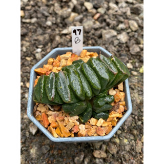 Haworthia Hybird Thailand กระถาง 3 นิ้ว จัดส่งทั้งกระถาง รหัส97B-120B