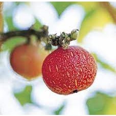 เมล็ดพันธุ์ มะเดือป่า  มะเดือชุมพรหรือมะเดื่ออุทุมพร(Cluster Fig Tree )สุดยอดผลไม้ป่าน่าปลูก ซองละ 29 บาท  มะเดื่อไทย