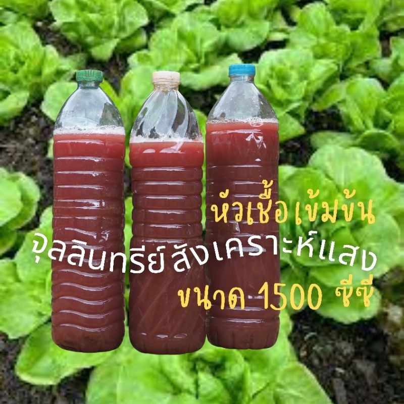 หัวเชื้อจุลลินทรีย์สังเคราะห์แสงเข้มข้น ขนาด 1500 ซีซี