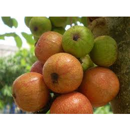 เมล็ดพันธุ์ มะเดือป่า มะเดือชุมพรหรือมะเดื่ออุทุมพร Cluster Fig Tree ซองละ 29 บาท