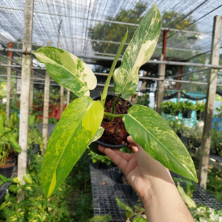 Philodendron Domesticum Variegated