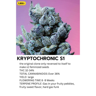 เมล็ดกัญชา ค่าย COPYCAT KryptoChronic S1